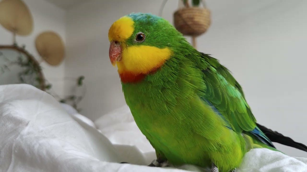 Barraband parakeet snooze