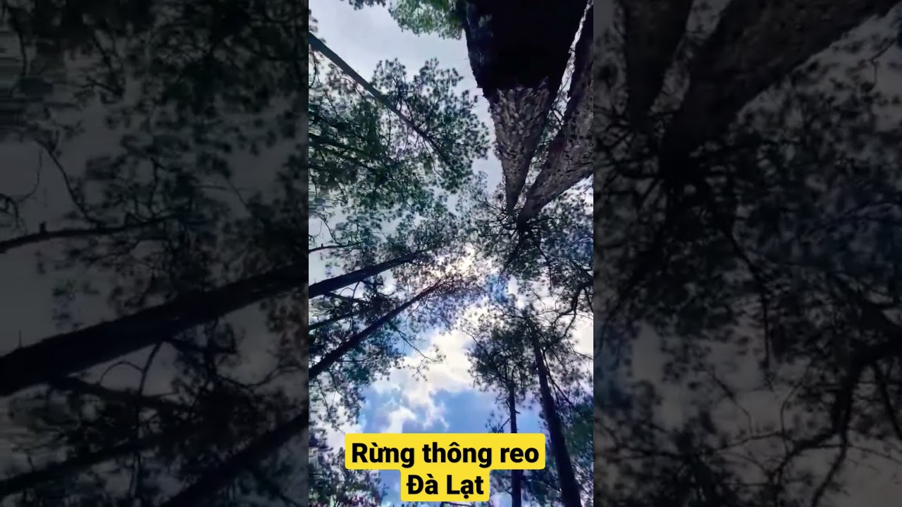 Dalat Pine Forest in Vietnam, Rừng th&ocirc;ng reo Đ&agrave; Lạt #travelvlog #vietnam #forest #dalat #Shorts