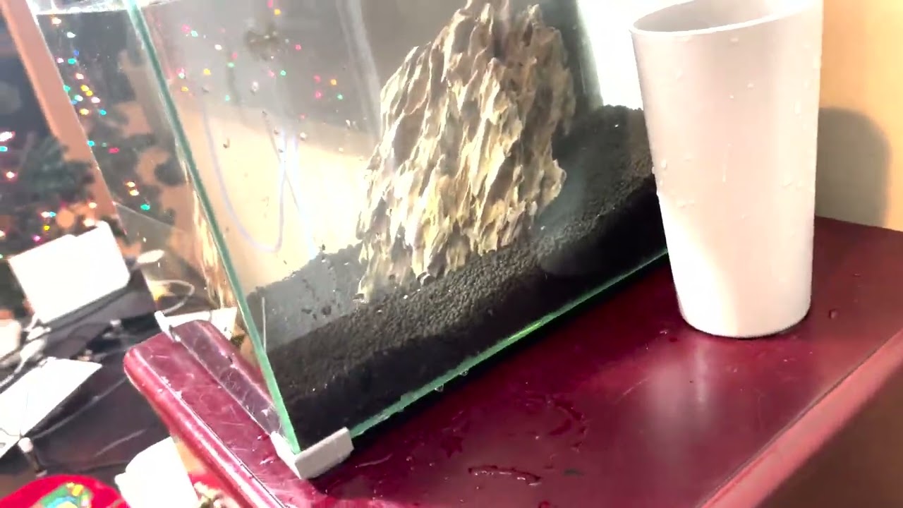 NEW FISH TANK(Planted Betta Setup)