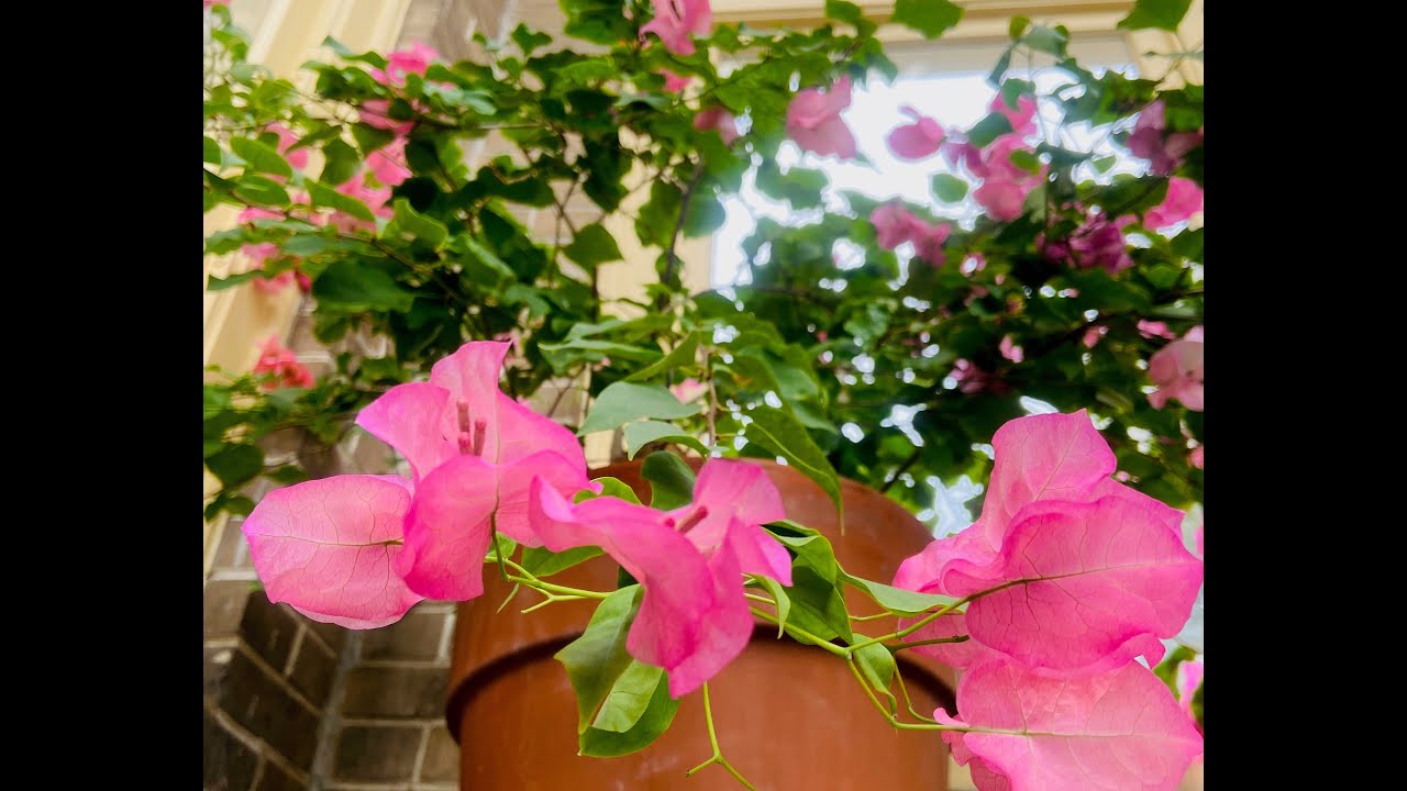 Tea Time with Ruthmere - Tour of the Greenhouse