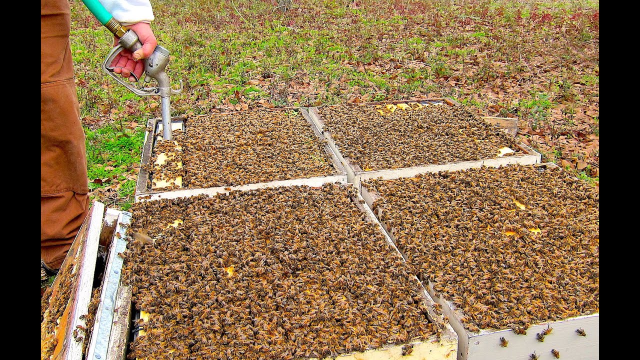 Is Feeding Sugar Syrup Good or Bad for Bees?