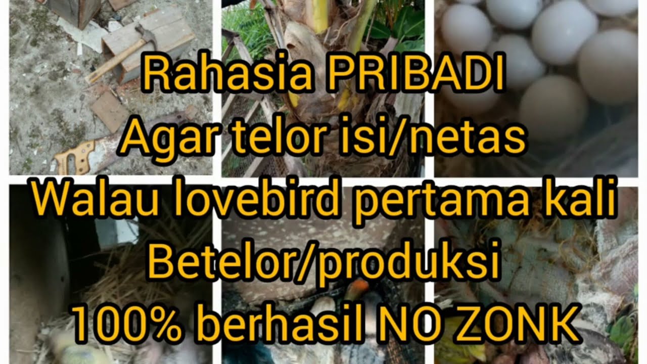 Ternak lovebird untuk pemula cara mudah bertelor dan menetas