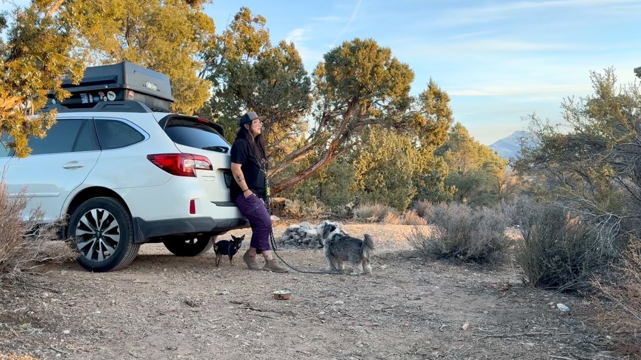 Car Camping with 2 dogs! 🐶