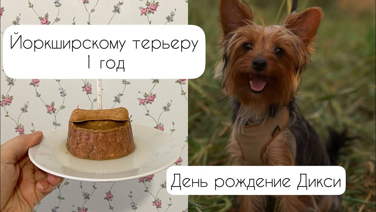 Йоркширскому терьеру 1 год🥳 День рождение Дикси🐕 Не удачный подарок🤪