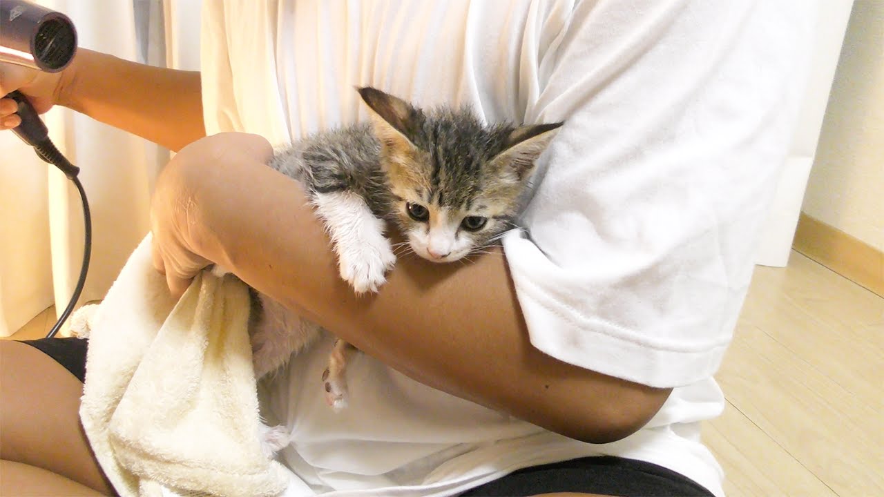 生まれて初めてのドライヤーで子猫がこうなっちゃいました...
