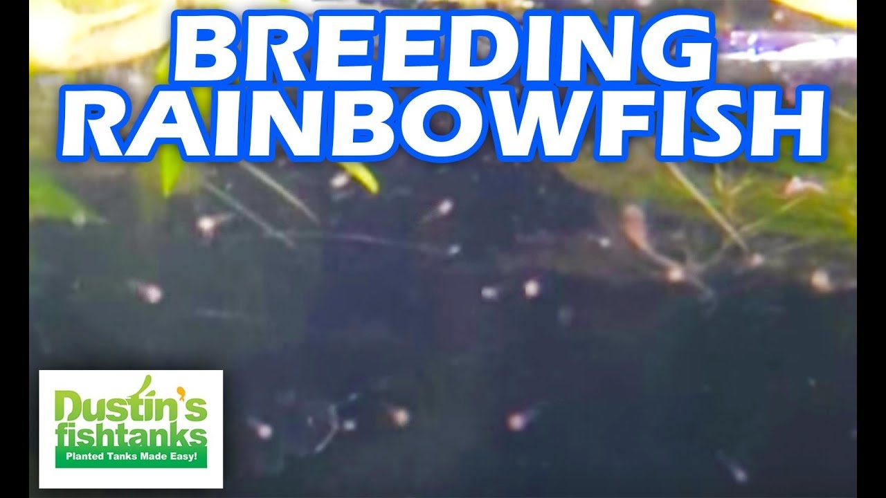 Breeding Rainbowfish: What to Feed Fry