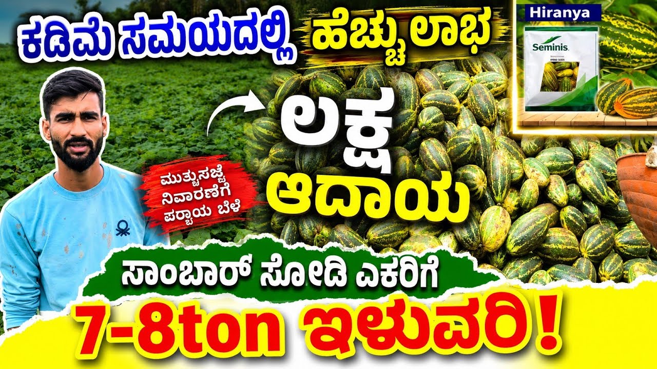 ಸಾಂಬಾರ್ ಸೌತೆ ಬೆಳೆದು ಲಕ್ಷ ಲಕ್ಷ ಗಳಿಸಿದ ಯುವರೈತ| ಎಕರೆಗೆ7-8ton ನಿರೀಕ್ಷೆ|ಮಂಗಳೂರು ಸೌತೆ|sambar cucumber 🥒🥒🥒🥒