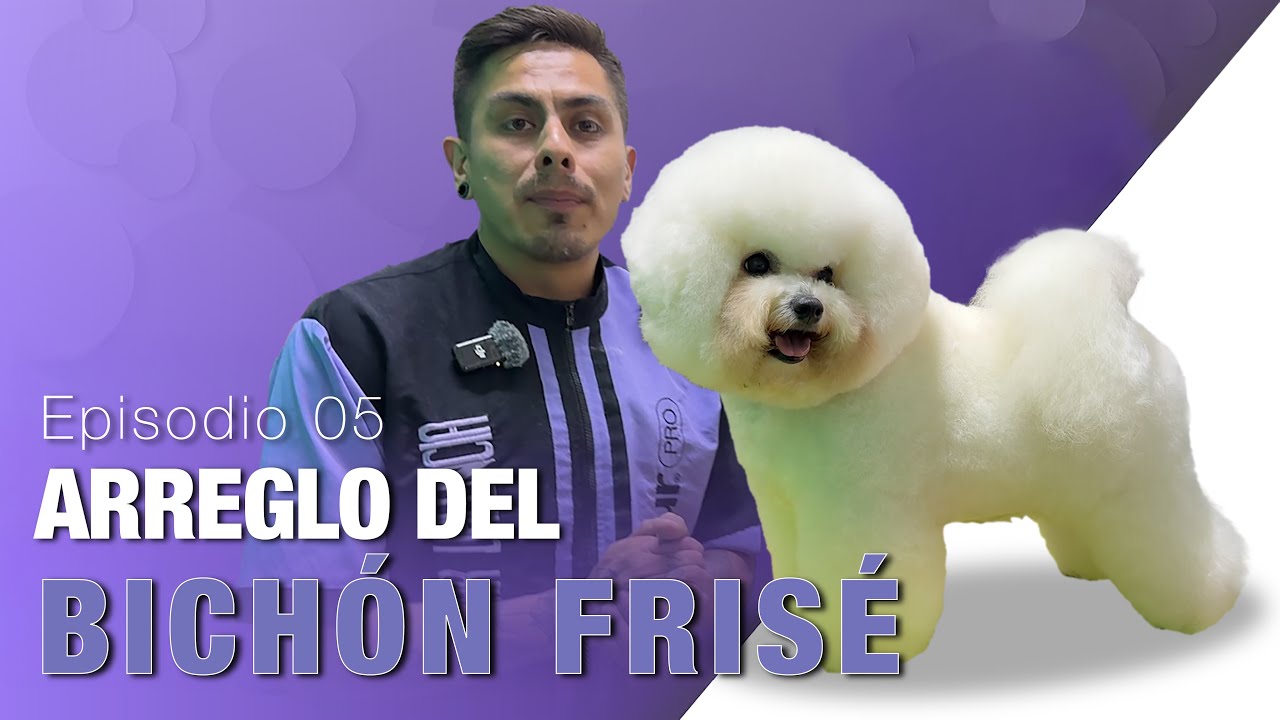 Arreglo de un BICHÓN FRISÉ por Edgar Valencia  | Maestros del Grooming | Episodio 05