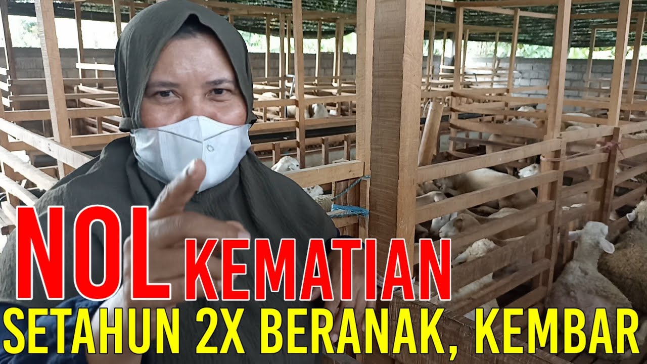 BREEDING NOL KEMATIAN DAN LAHIR KEMBAR RATU DOMBA INDONESIA