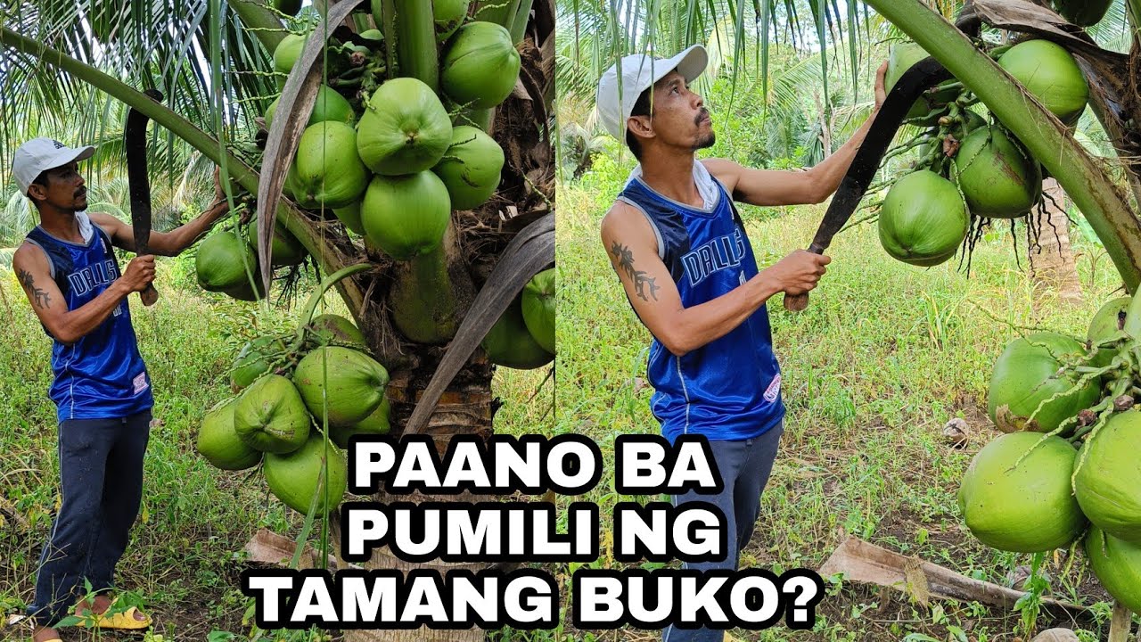 PAANO MALALAMAN ANG TAMANG BUKO?