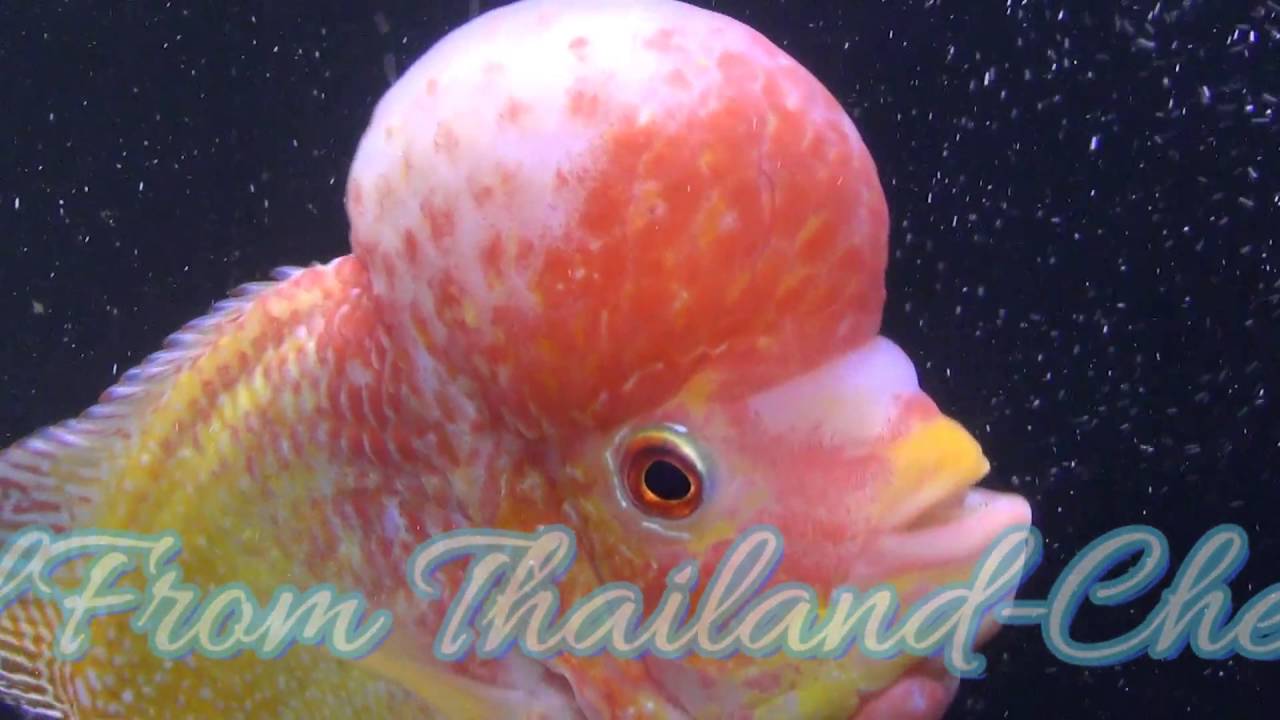 AAA Quality Gold base Flowerhorn Big KOK-6.5