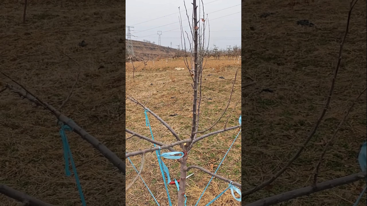 Apple 🍎 tree branches bending #satisfying #farming #shorts