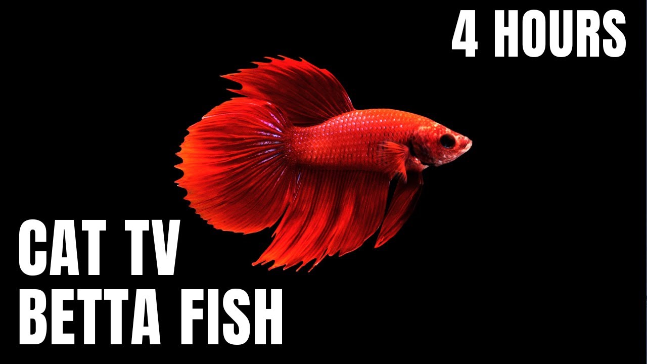 Cat TV Betta Fish 🐠 | Relaxing Aquarium Video for Cats and Calming Water Sounds (4 Hours)