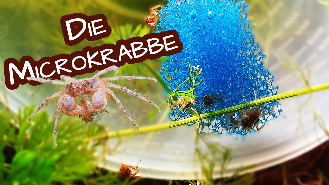 Die Microkrabbe für das Nanoaquarium 🦀 Limnopilos naiyanetri