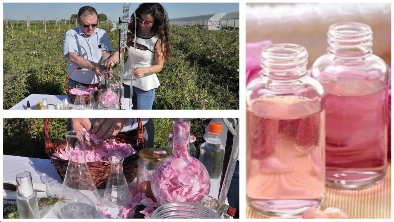 Koha e vjeljes së trëndafilave, Ylli Merja: 1 kg vaj trëndafili 12 mijë euro /Ja si përgatitet…