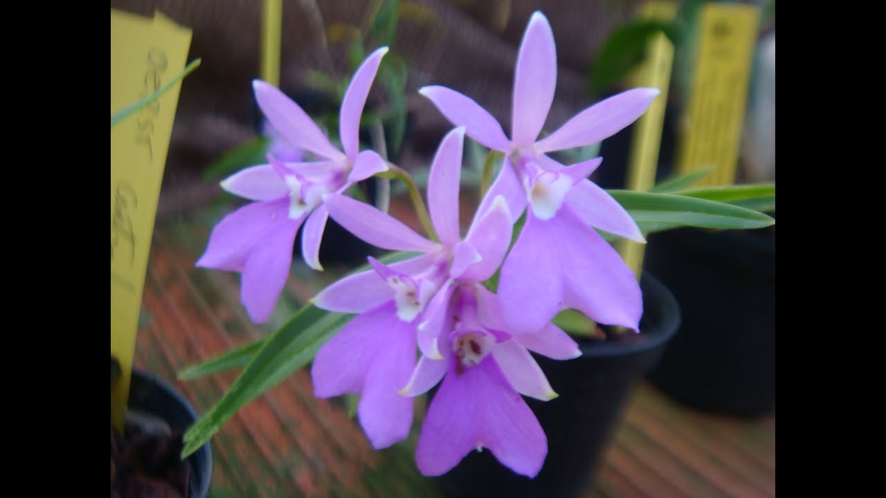 Orchideria: offerta fioriture fine inverno-primavera: 4 piante &euro; 70 invece di 83