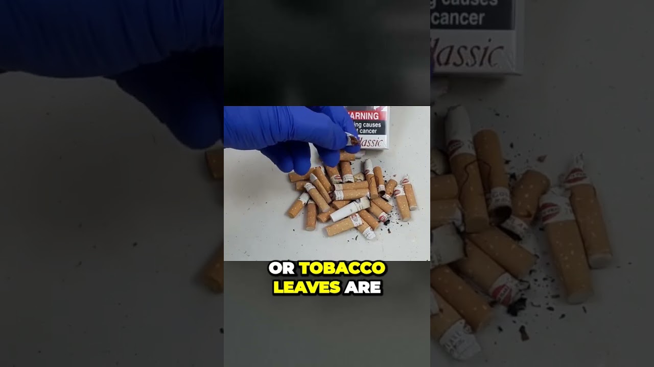 Insane Gardening Hack: Use Cigarette Buds as Natural Pesticide!