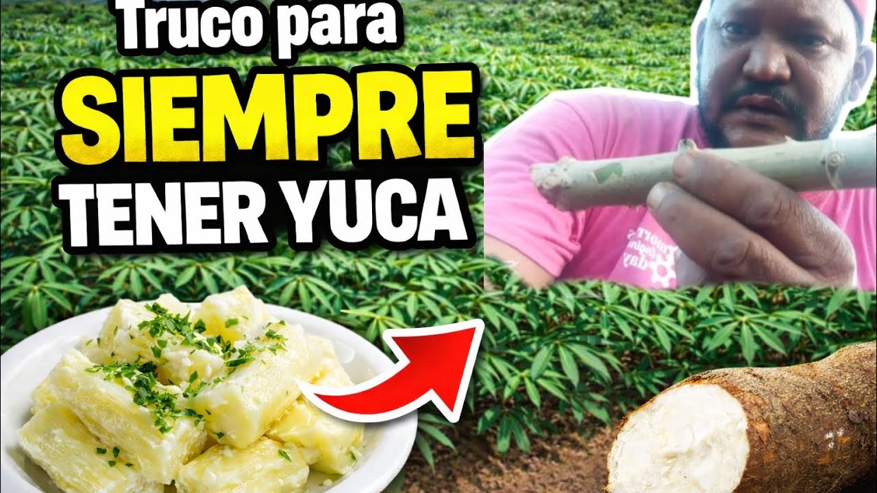 ✅Quieres tener yuca siempre ✅