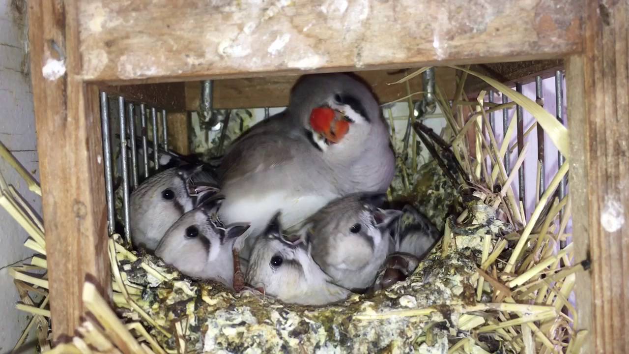 Feeding Zebra Finch!
