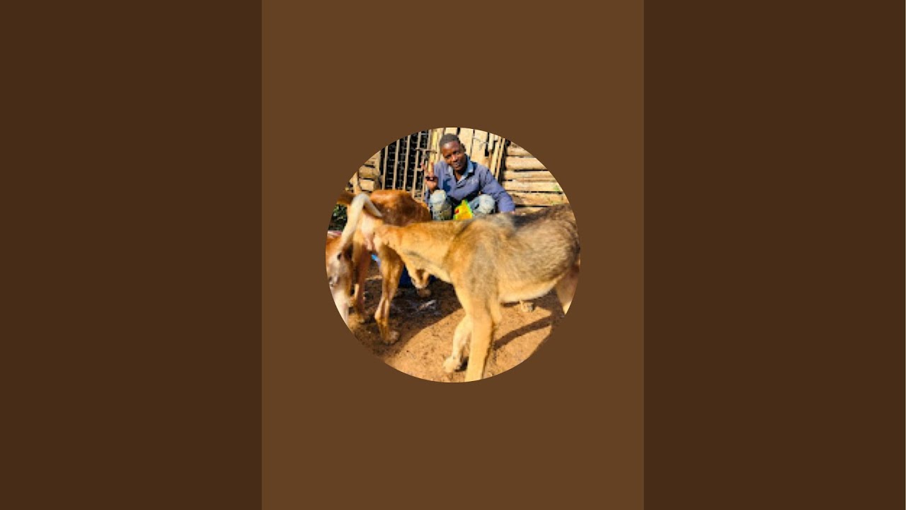 Richard Paws 🐾 Rescue is live