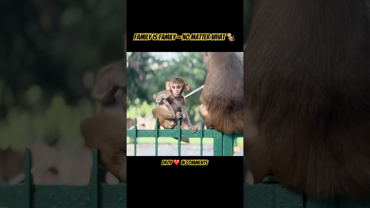 #monkeylove #monkeybaby #monkey #family #vlog #moments #wildlife #peacefulvibes #nature #vloglife
