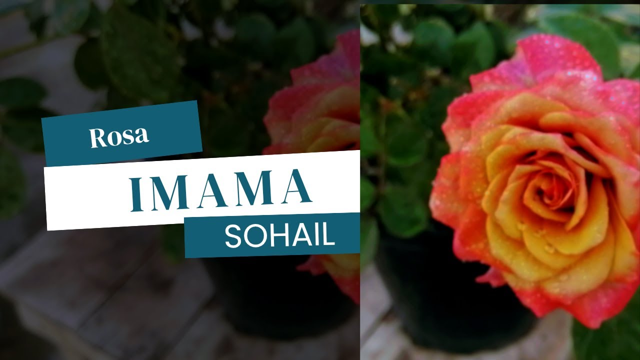 Rosa Imama Sohail Bred By Haji Ibrahim Changa. #rosevarieties