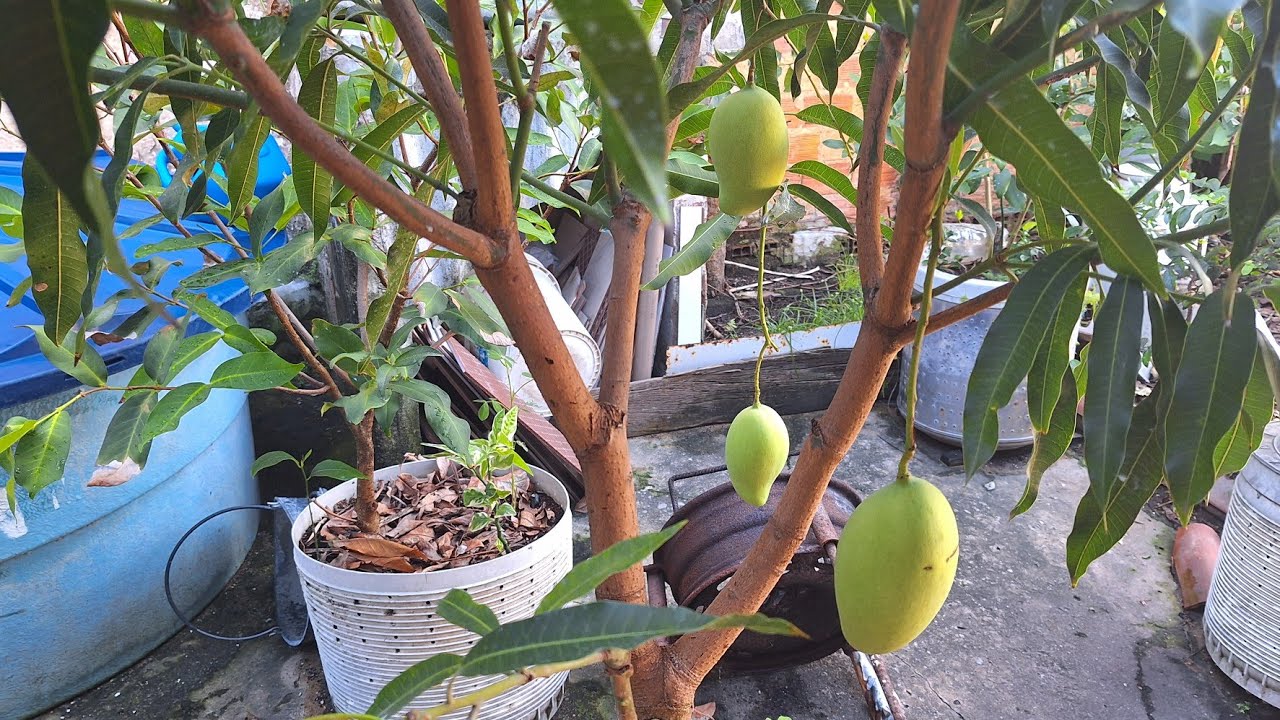 Mantenha sua Frutífera em Vaso no Tamanho Ideal Através da Poda