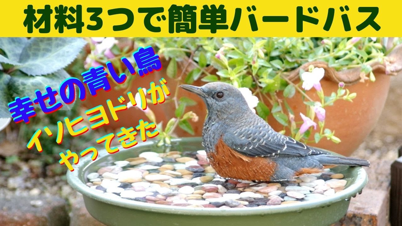 材料３つで簡単バードバス/バードバスを作ったら幸せの青い鳥　イソヒヨドリがやってきた♪