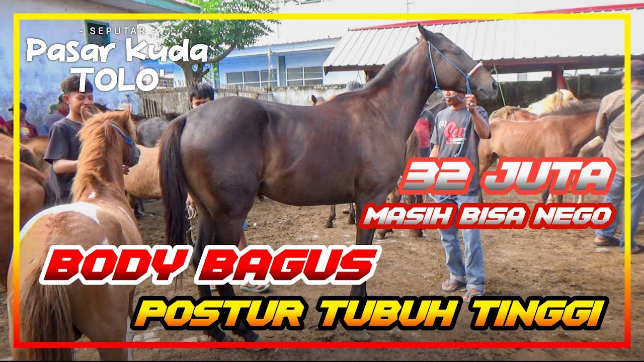 32 JUTA !!! MASIH BISA NEGO | RIVIEW HARGA KUDA | PASAR KUDA JENEPONTO