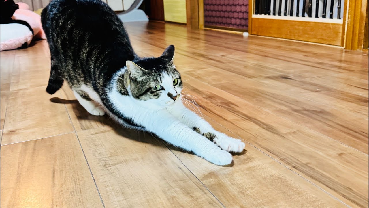 保健所の14歳の老猫の話