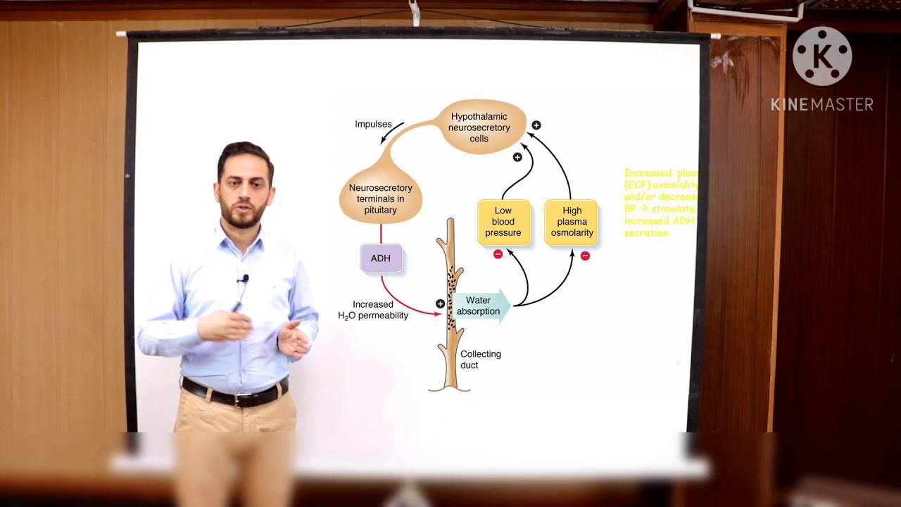 Hypothalamus and pituitary gland