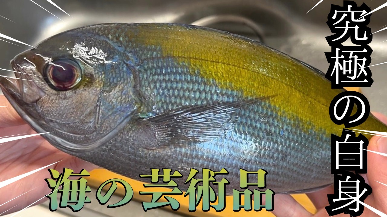 【海の芸術品】黄色と青の魚を捌いたら、究極の白身が出てきた。18歳が作るウメイロ姿造り。