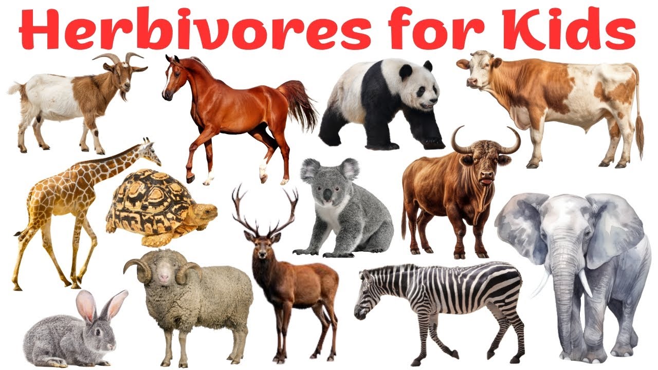 Herbivorous Animals in English | Learn Animal Names for Kids and Beginners