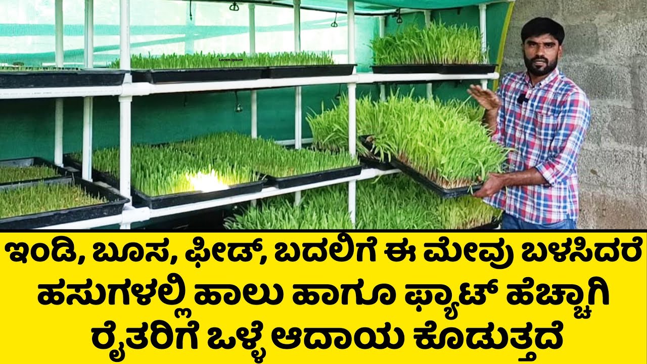 ಹಸುಗಳಲ್ಲಿ ಈ ಮೇವು ಬಳಸಿದರೆ ಪ್ರತಿನಿತ್ಯ ಒಂದು ಲೀಟರ್ ಹಾಲು,ಫ್ಯಾಟ್ ಹೆಚ್ಚಾಗುತ್ತೆ | Hydroponics Fodder System