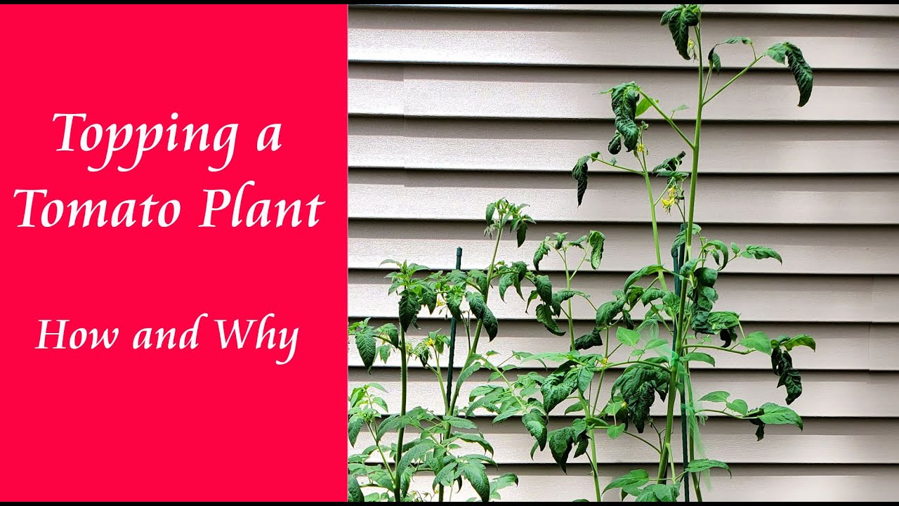 Topping a Tomato Plant - How to Top a Tomato Plant and Why Top?