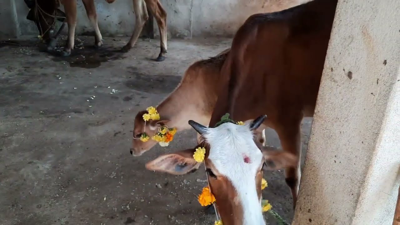 she thinks she's tied up😂cutie❤️| #cowlover #cutevideos #cutecalf #cutecow #cowbaby @mecloud333