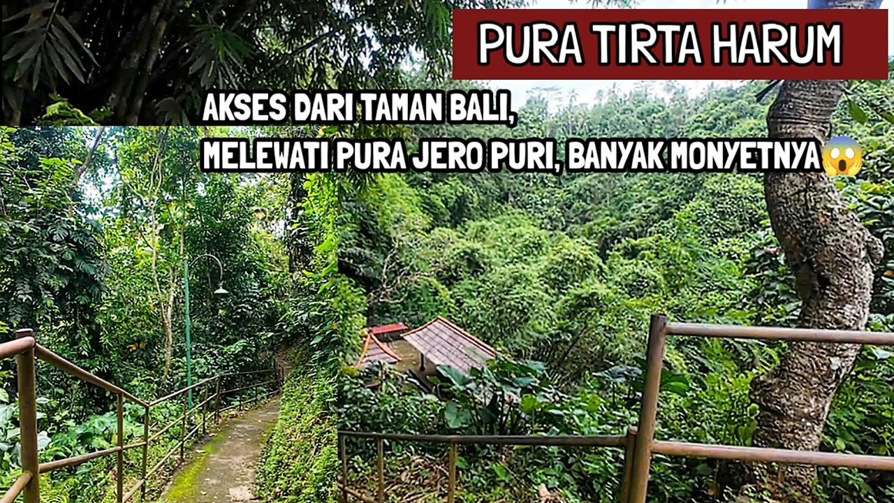 AKSES LAIN DARI TAMAN BALI KE PURA TIRTA HARUM, HATI2 BANYAK MONYETNYA, BANGLI BALI(3/3/2026)
