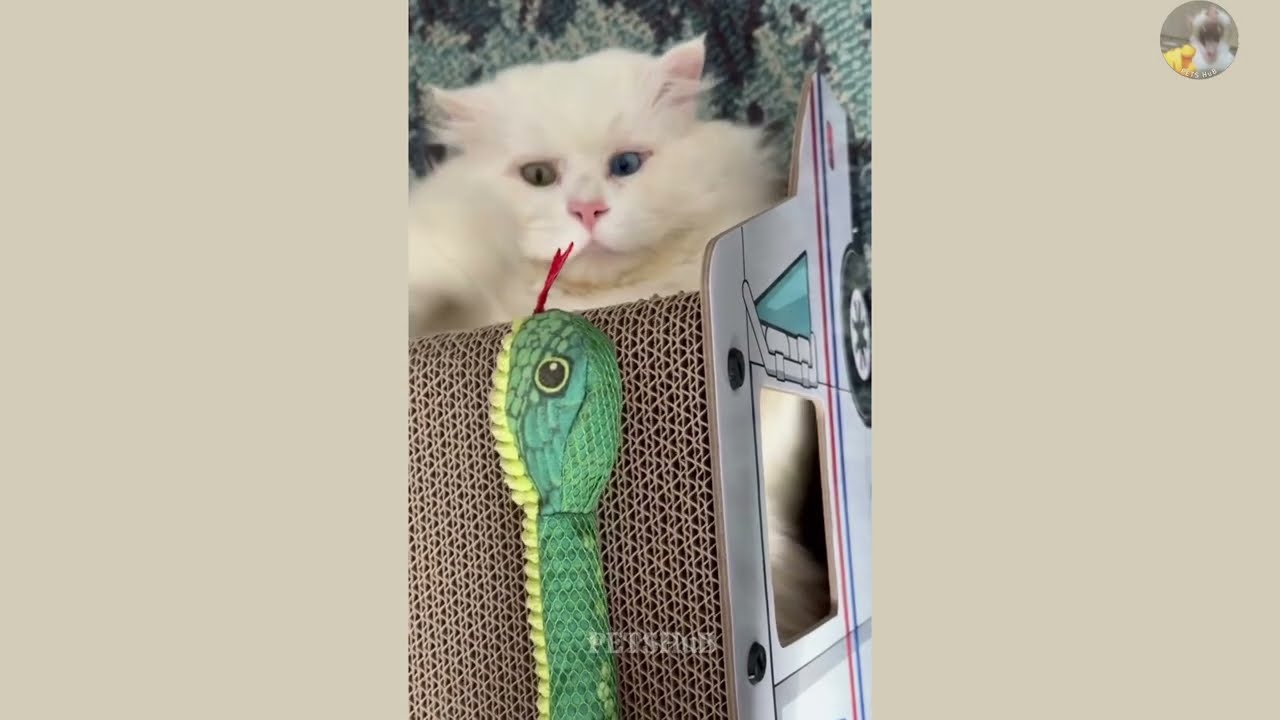 Funny Animal Videos 😂 Funniest CATS & DOGS 2026 🤣 Day-8