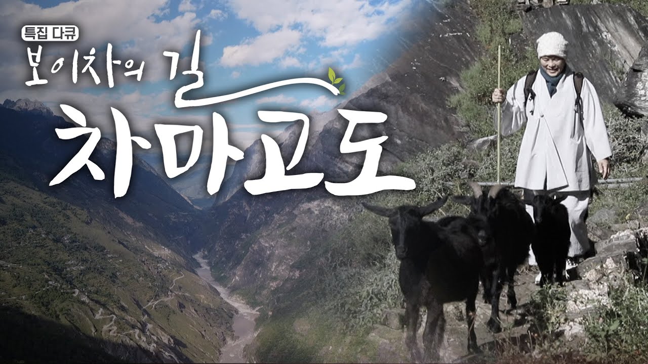 [#특집다큐] 보이차의 길, 차마고도 🍵🐴/ the road of Pu'er tea, the ancient tea route