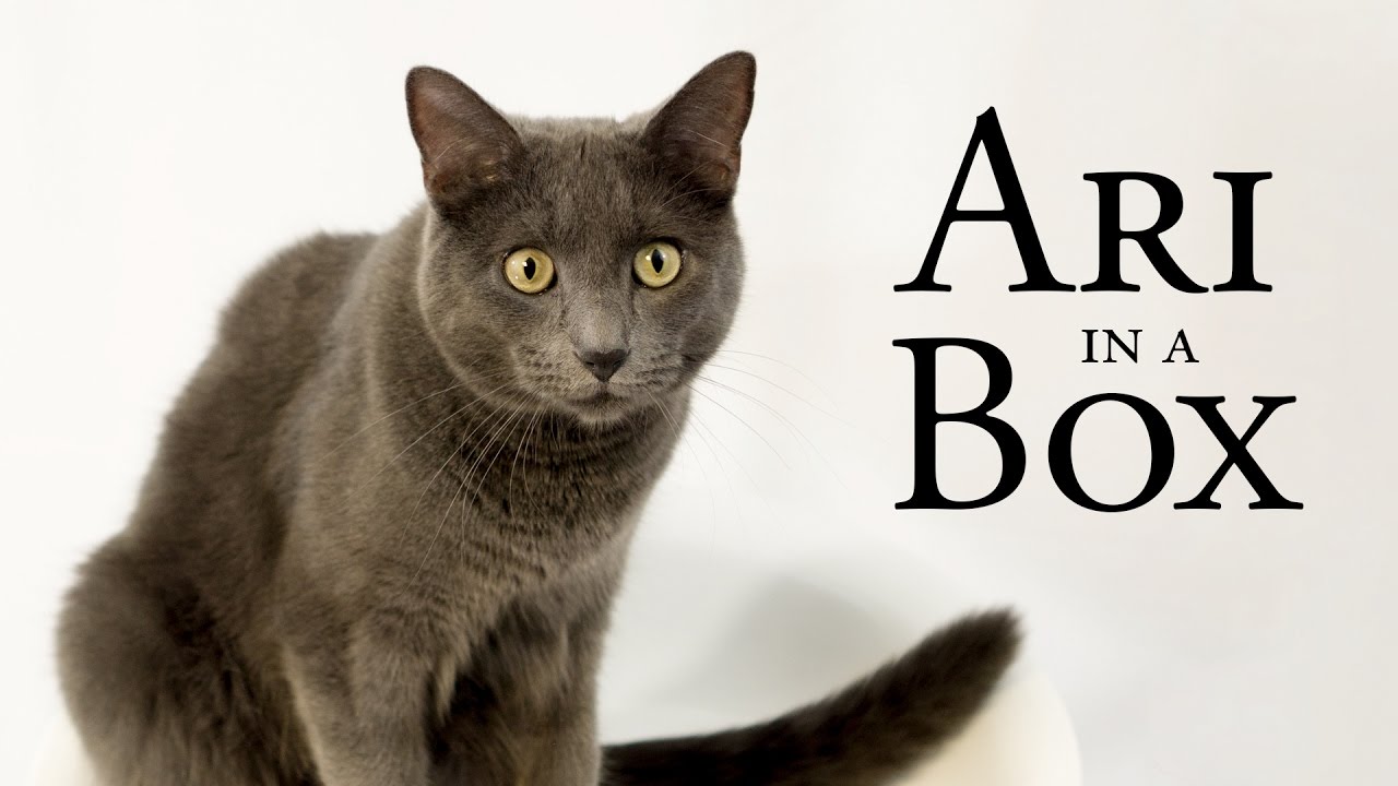 Ari in a Box