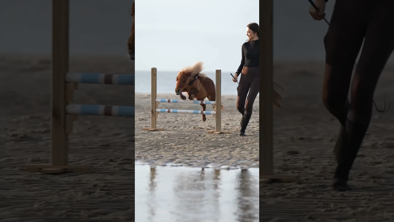 Wie cool ist dieses Pony bitte ?🤯🤍 #minishetty #strand #springen #strandritt #pferde #horses #cute