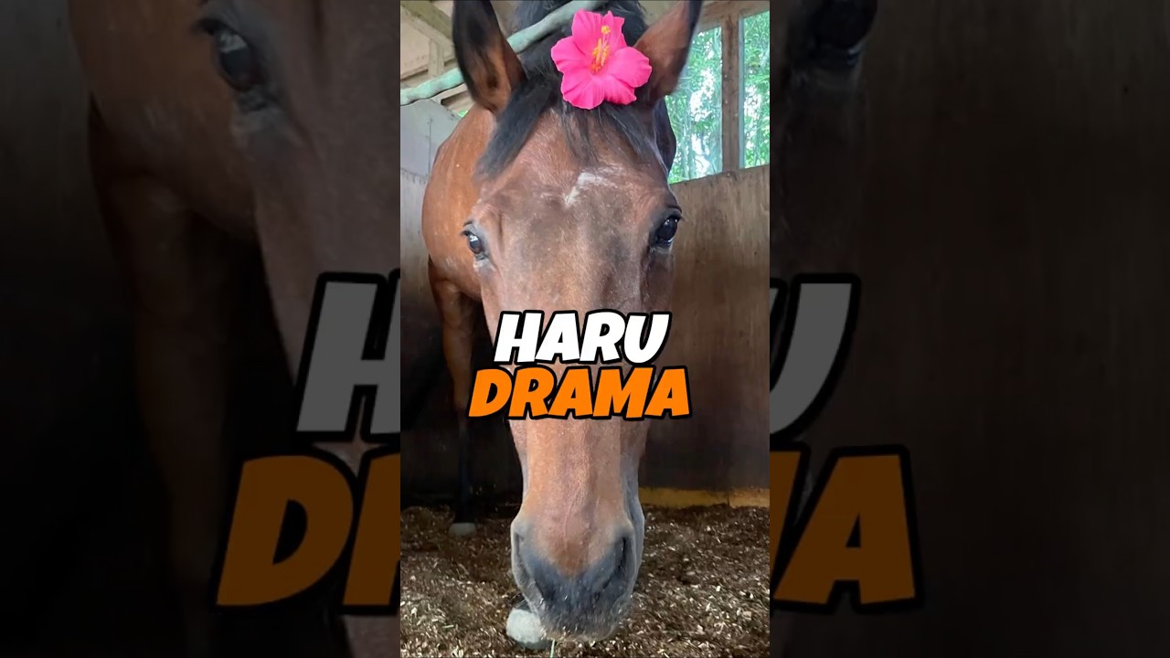 Haru Urara's Legacy Was Dragged Into Drama