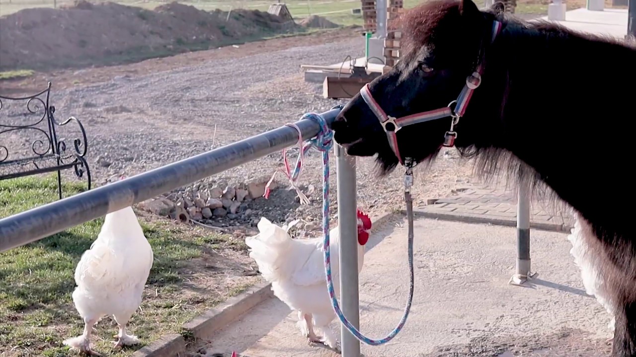Trailer für die Reitanlage Liemorgen