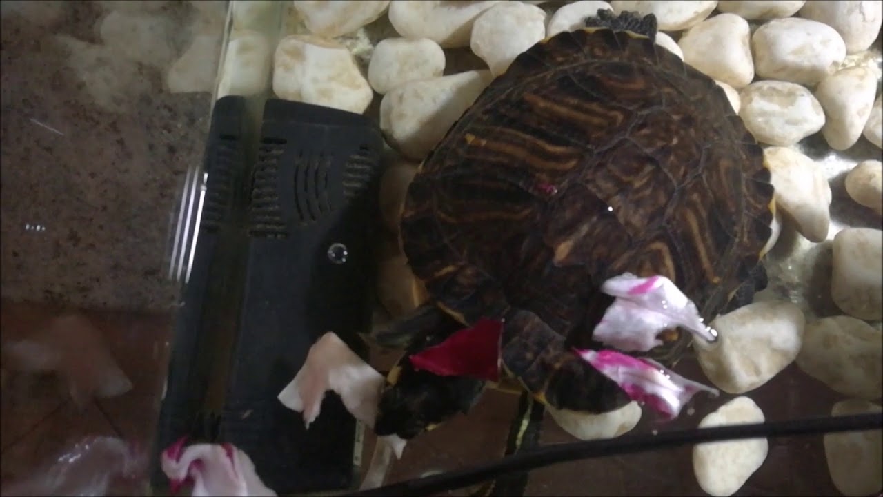 Feeding my Trachemys Scripta Scripta