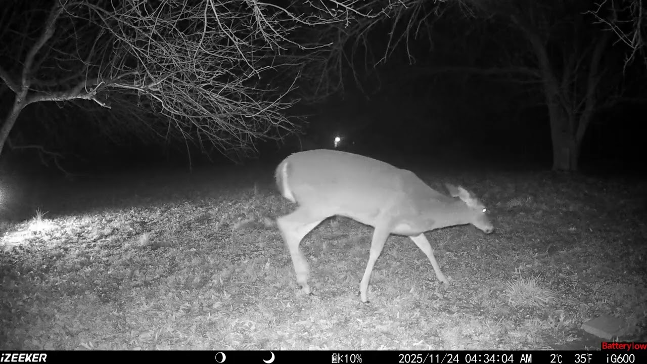 Archive Files of Trail Camera 3 Compilation 20251124 H