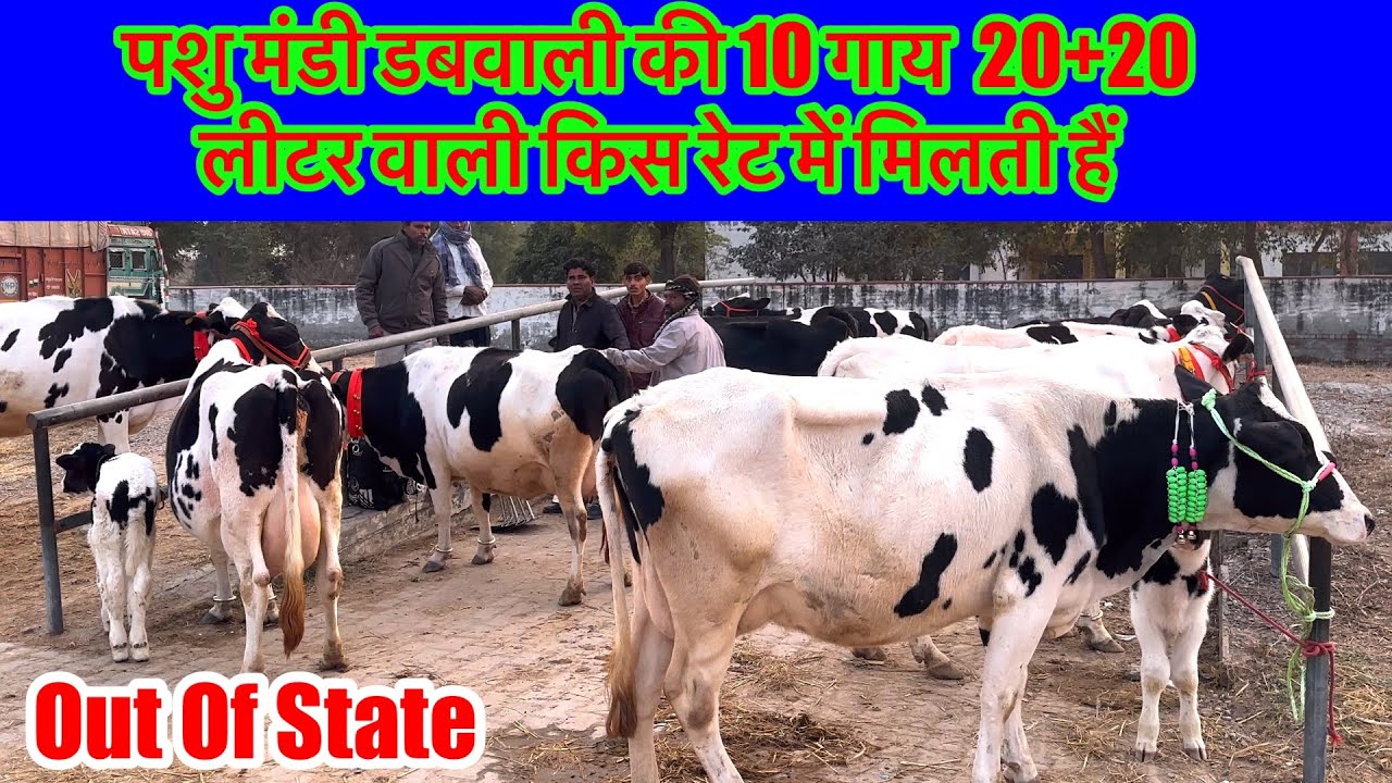 पशु मंडी डबवाली की बहुत सस्ती 10 गाय जानिए किस-किस रेट में मिलेगी Out of State 