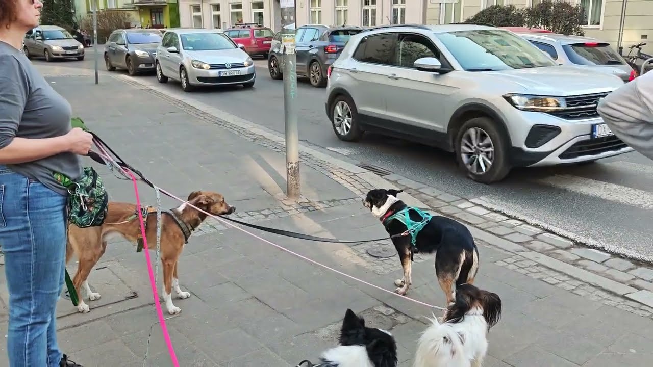 Wrocław, X15, 2026, Jedności Narodowej, UKRAINOCZKA VID 20260307 152939
