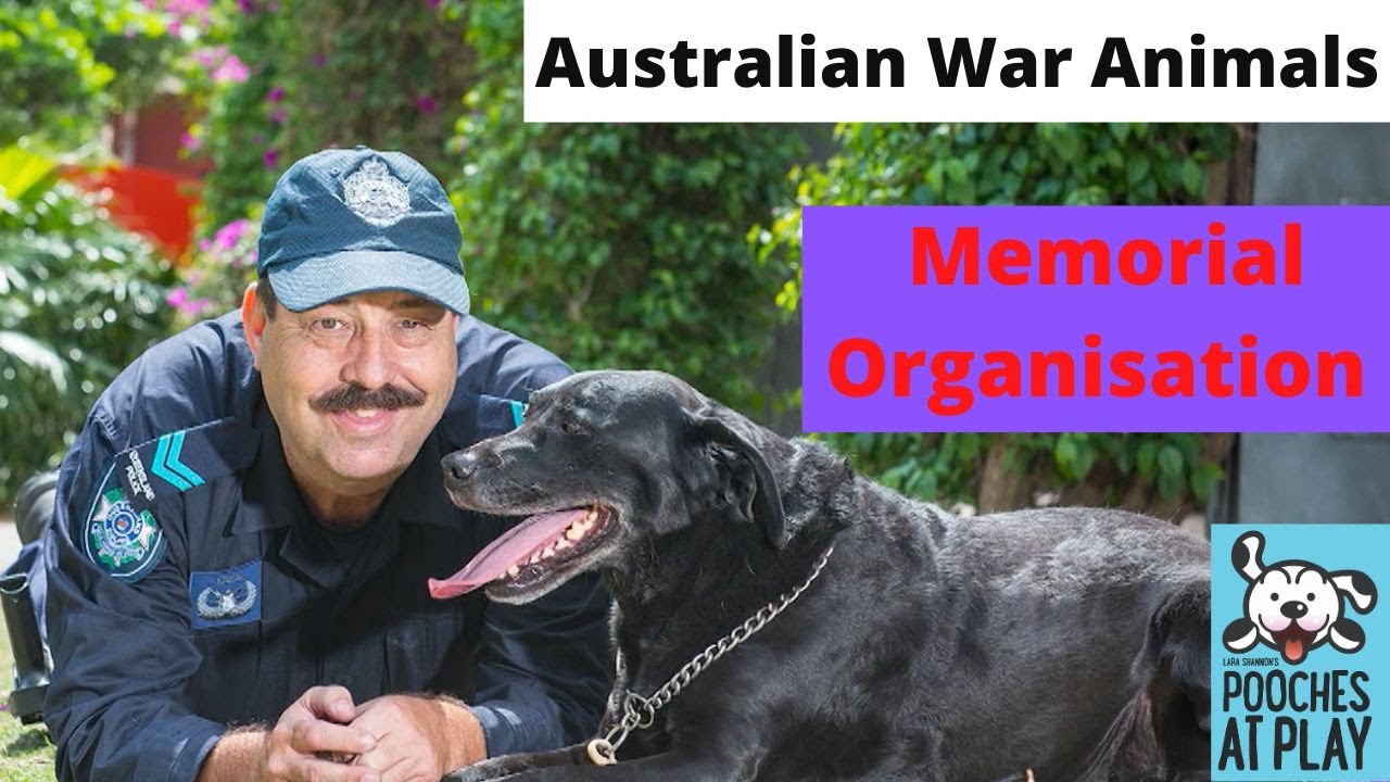 The Australian War Animals Memorial Organisation - AWAMO