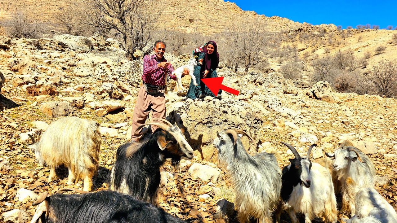 Tuba's search for a sheep that gave birth and abandoned its baby in the mountains