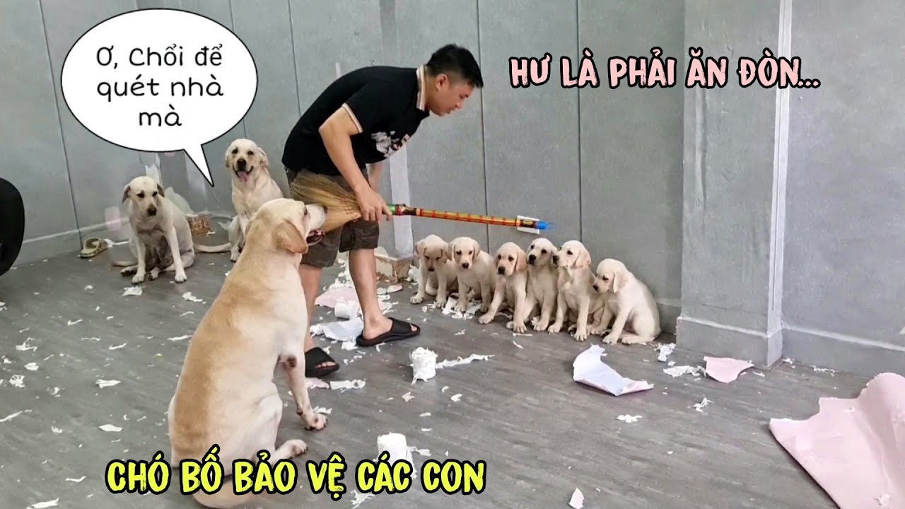 Cảm động ông bố Củ Cải bảo vệ các con khỏi bị phạt đòn vì tội phá nhà